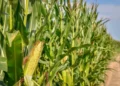 Impulsan “retenciones cero” para los sectores agropecuario y agroindustrial.