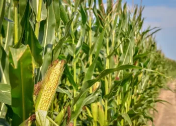 Impulsan “retenciones cero” para los sectores agropecuario y agroindustrial.