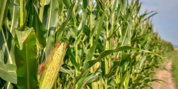 Impulsan “retenciones cero” para los sectores agropecuario y agroindustrial.