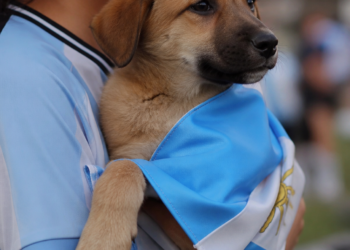 Una campaña conmovedora en Salta promueve la adopción de perros en el marco del Mundial