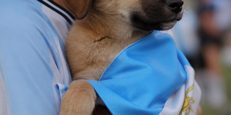 Una campaña conmovedora en Salta promueve la adopción de perros en el marco del Mundial