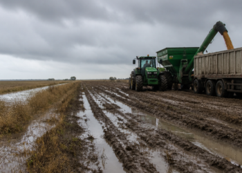 El agro enfrenta desafíos por lluvias y logística, pero mantiene exportaciones históricas