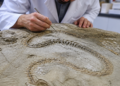 Descubrimiento en Brasil: un fósil de serpiente de 75 millones de años aporta luz sobre la evolución de los reptiles