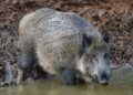 Tres especies invasoras en Argentina alteran ecosistemas y amenazan la biodiversidad