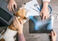 Al Rankin, especialista en comportamiento canino: “Los perros son capaces de percibir nuestro nerviosismo de formas inesperadas”