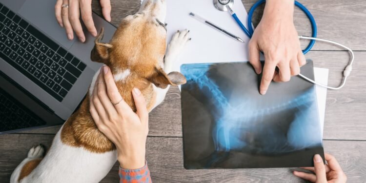 Al Rankin, especialista en comportamiento canino: “Los perros son capaces de percibir nuestro nerviosismo de formas inesperadas”