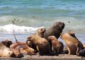 Tierra del Fuego exige la suspensión del proyecto de exploración petrolera ‘León Marino’ en Malvinas